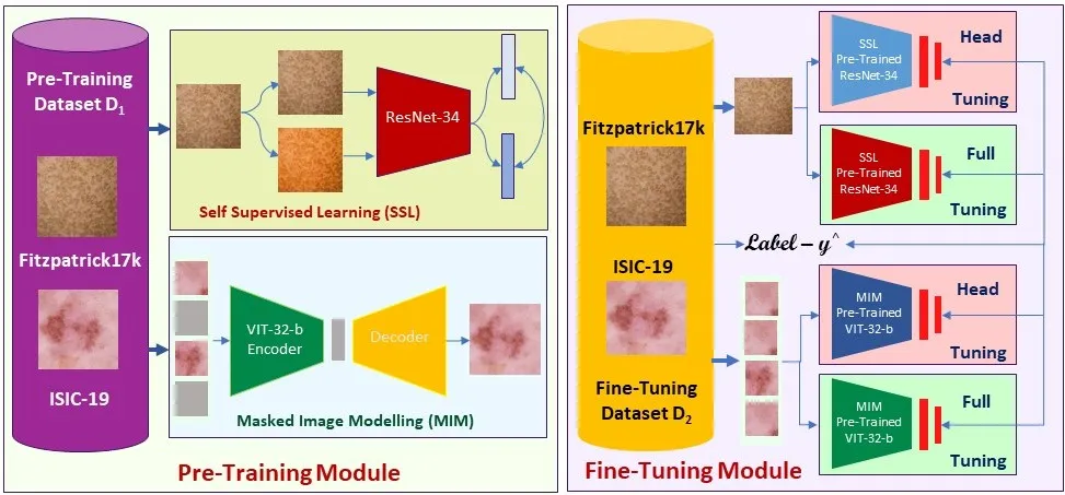 Pre-training techniques and skin tone bias in skin lesion classification, study diagram