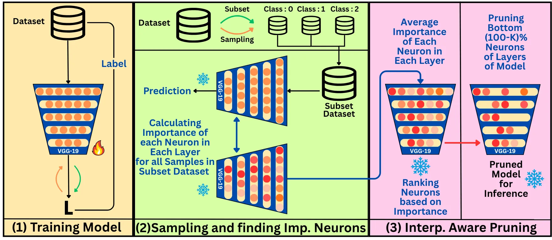 Interpretability-aware pruning pipeline for efficient medical image analysis